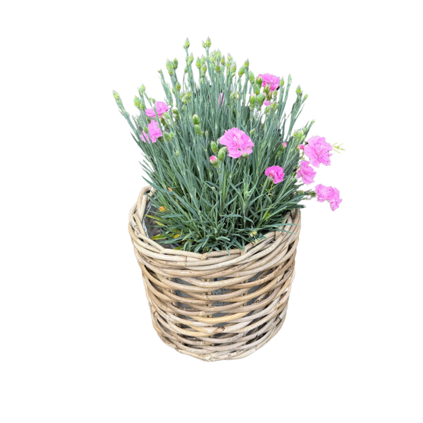 Rattan Planter Basket: Large - 10½" H