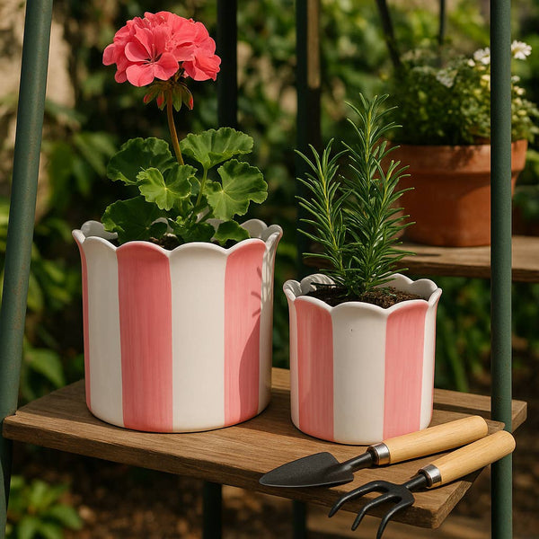 Pink Ceramic Striped Scallop