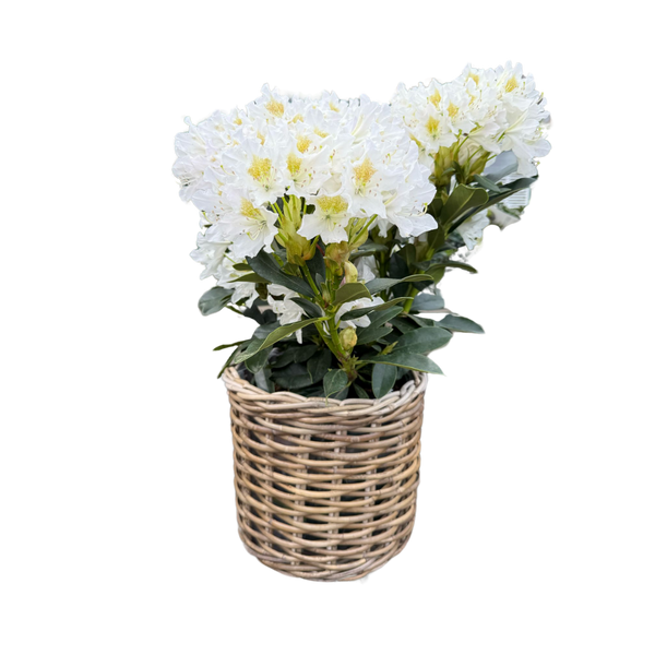 Rattan Planter Basket: Large - 10½" H