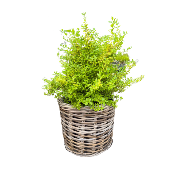 Rattan Planter Basket: Large - 10½" H