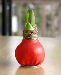 Red Amaryllis Bulb