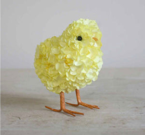 Yellow Hydrangea Chick